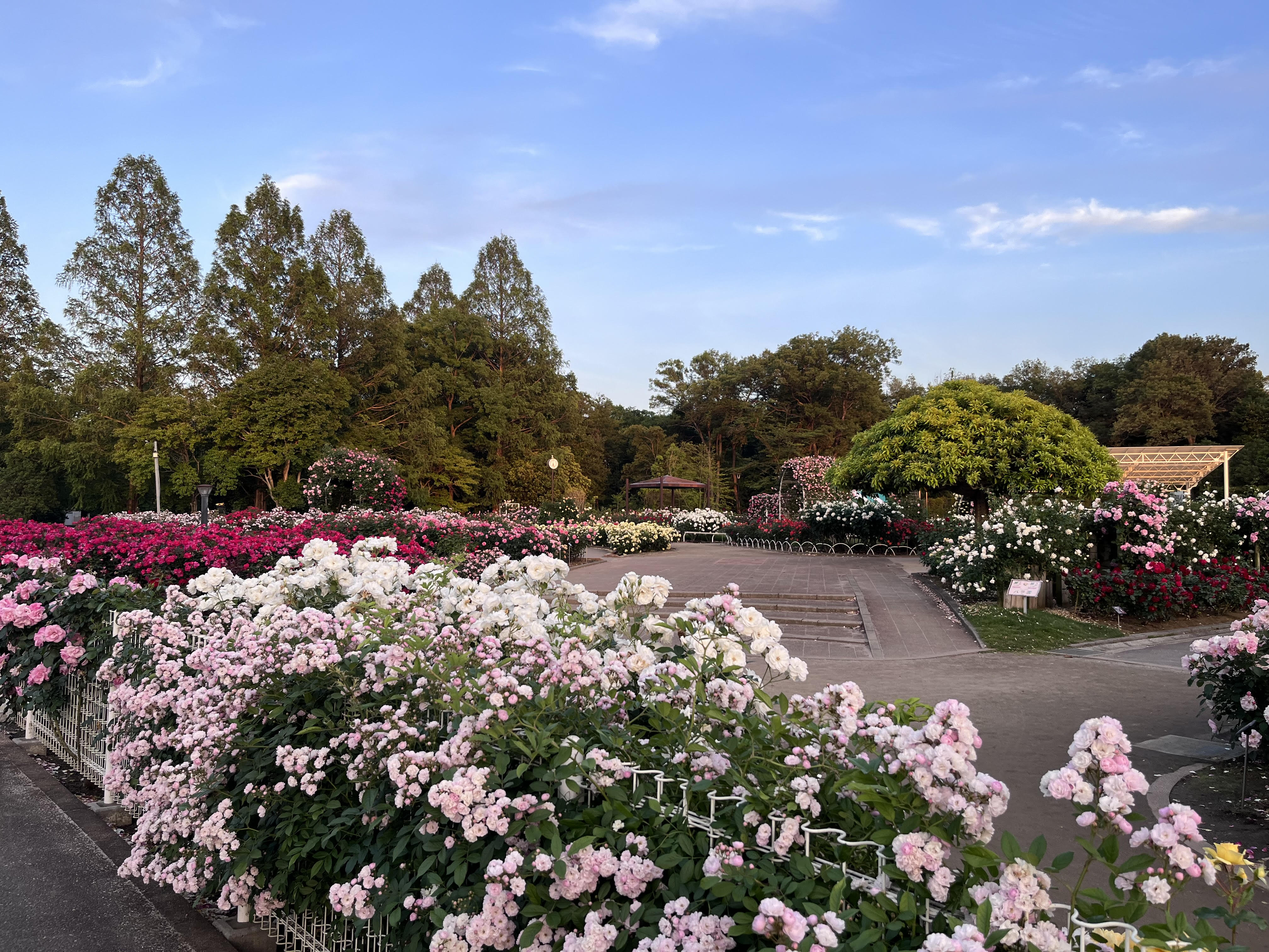 伊奈町バラ公園