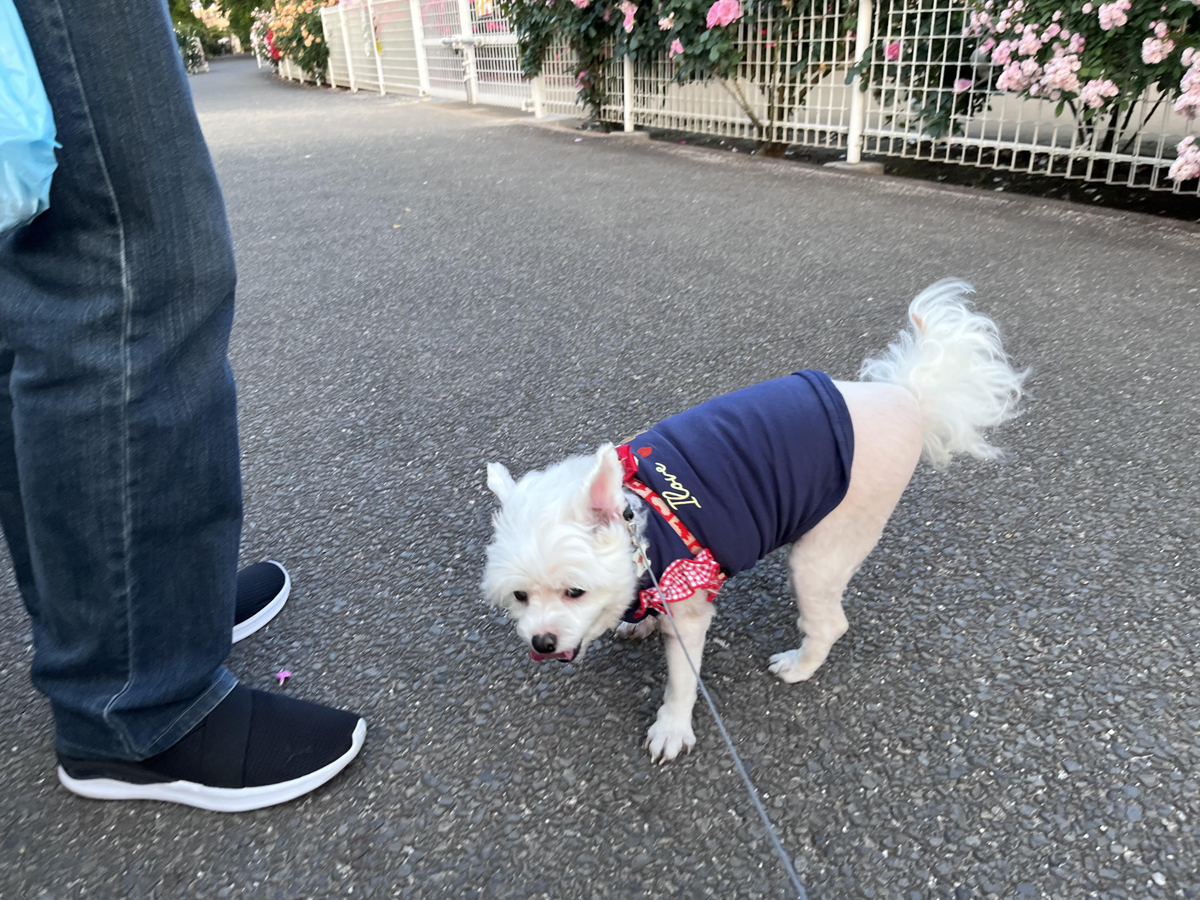 我が家の愛犬メリー