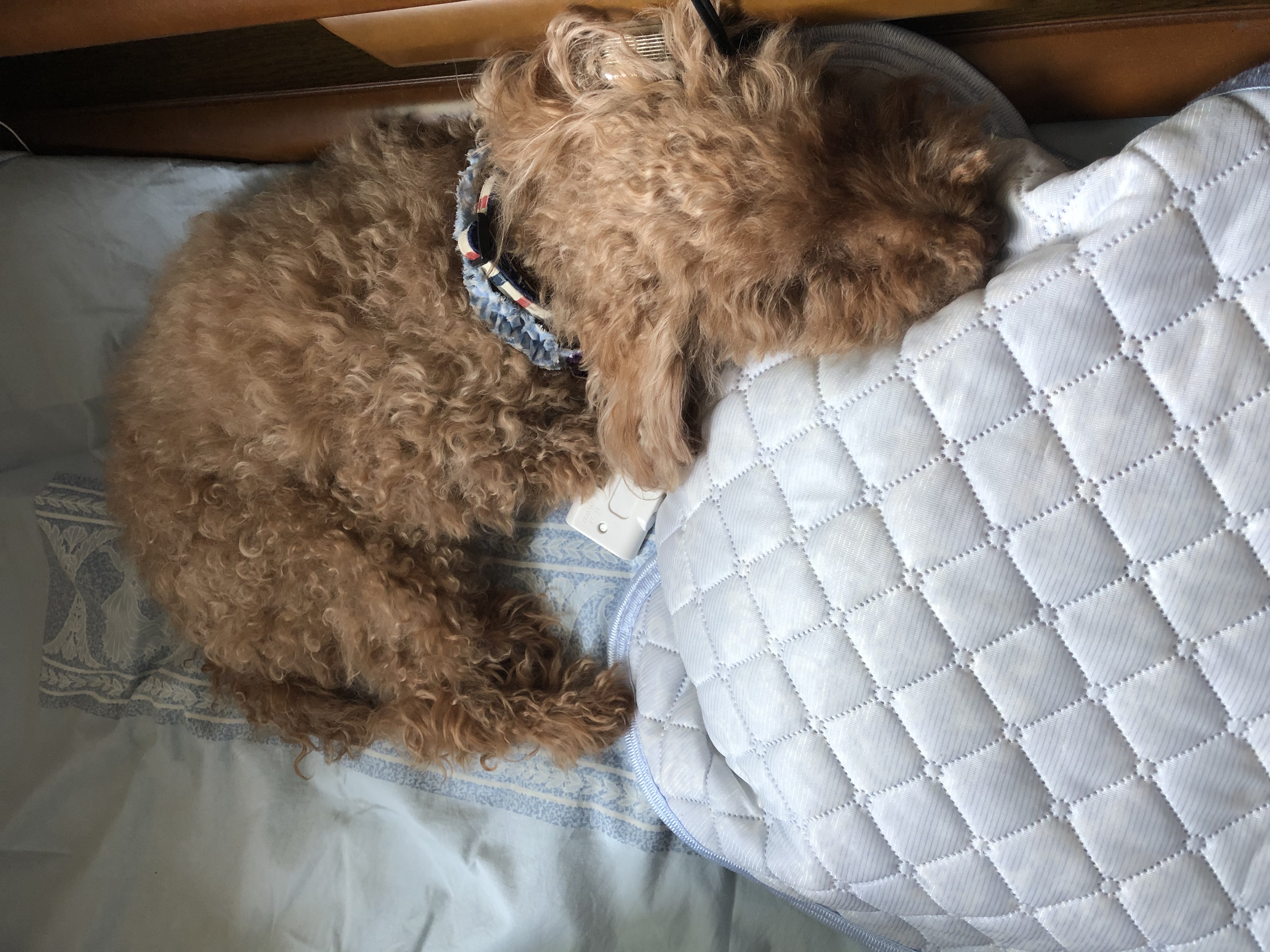 枕が大好きな愛犬