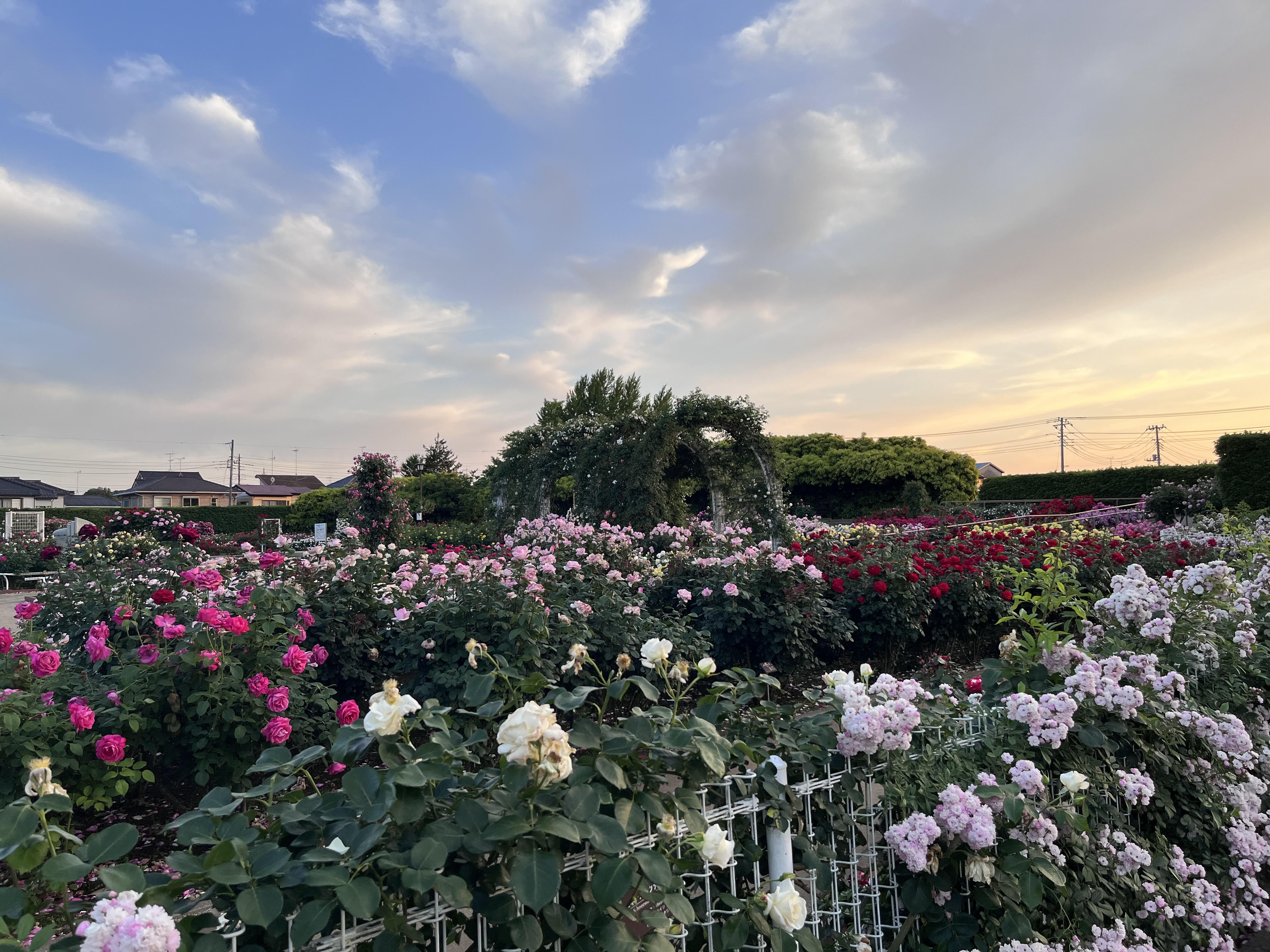 夕暮れの散歩 in 伊奈バラ公園