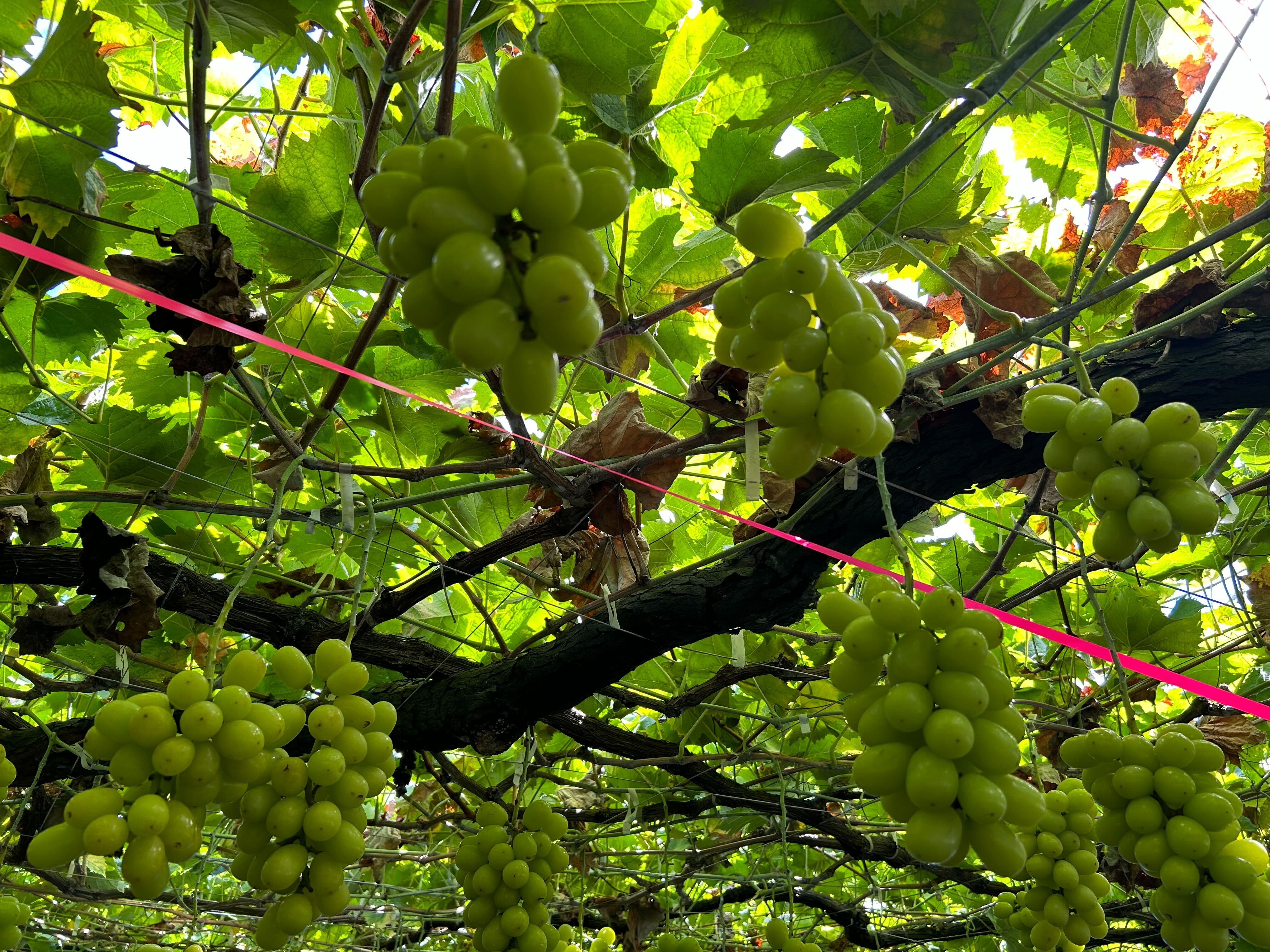 山梨へ🍇