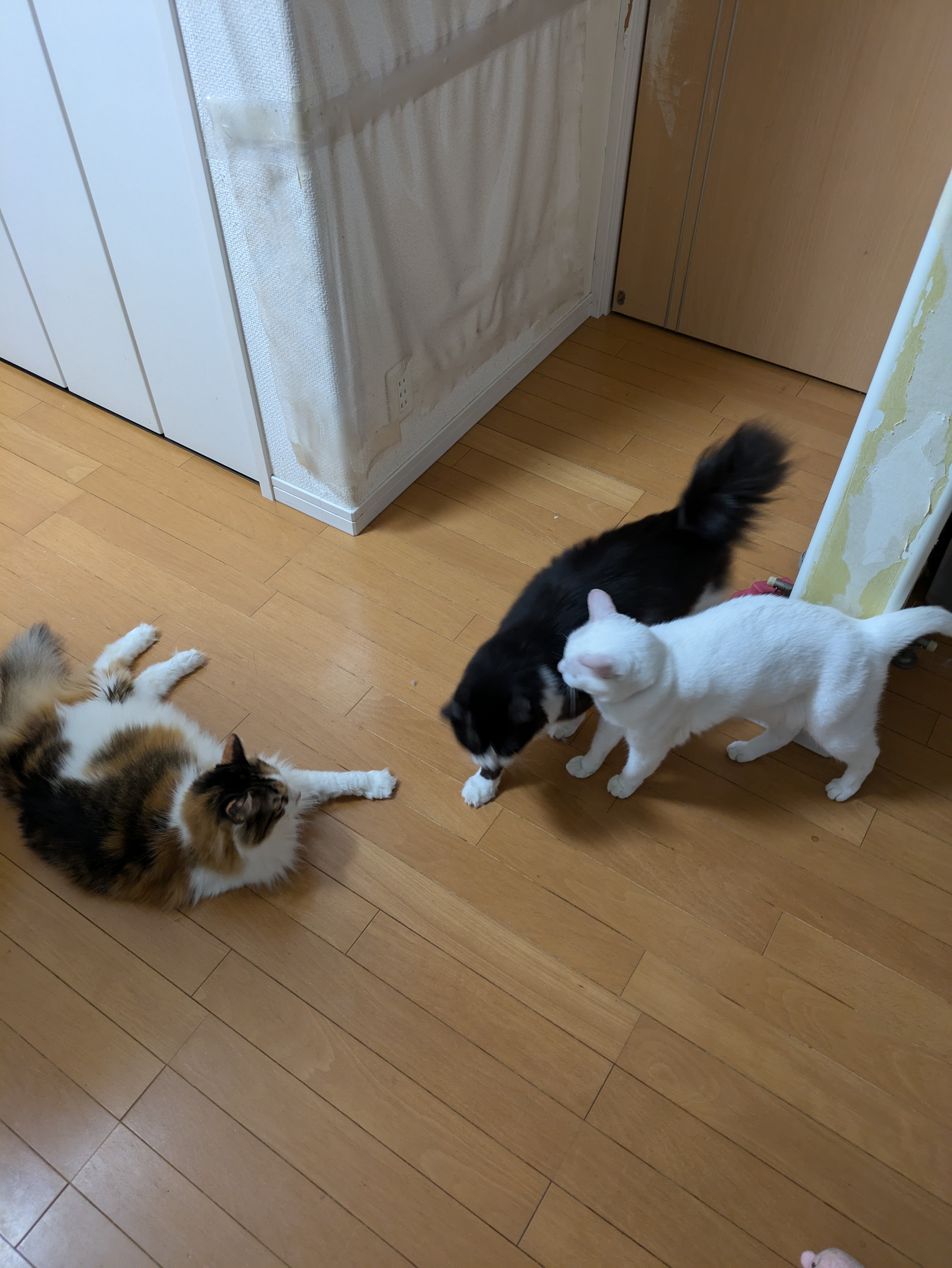 プチねこカフェ!!