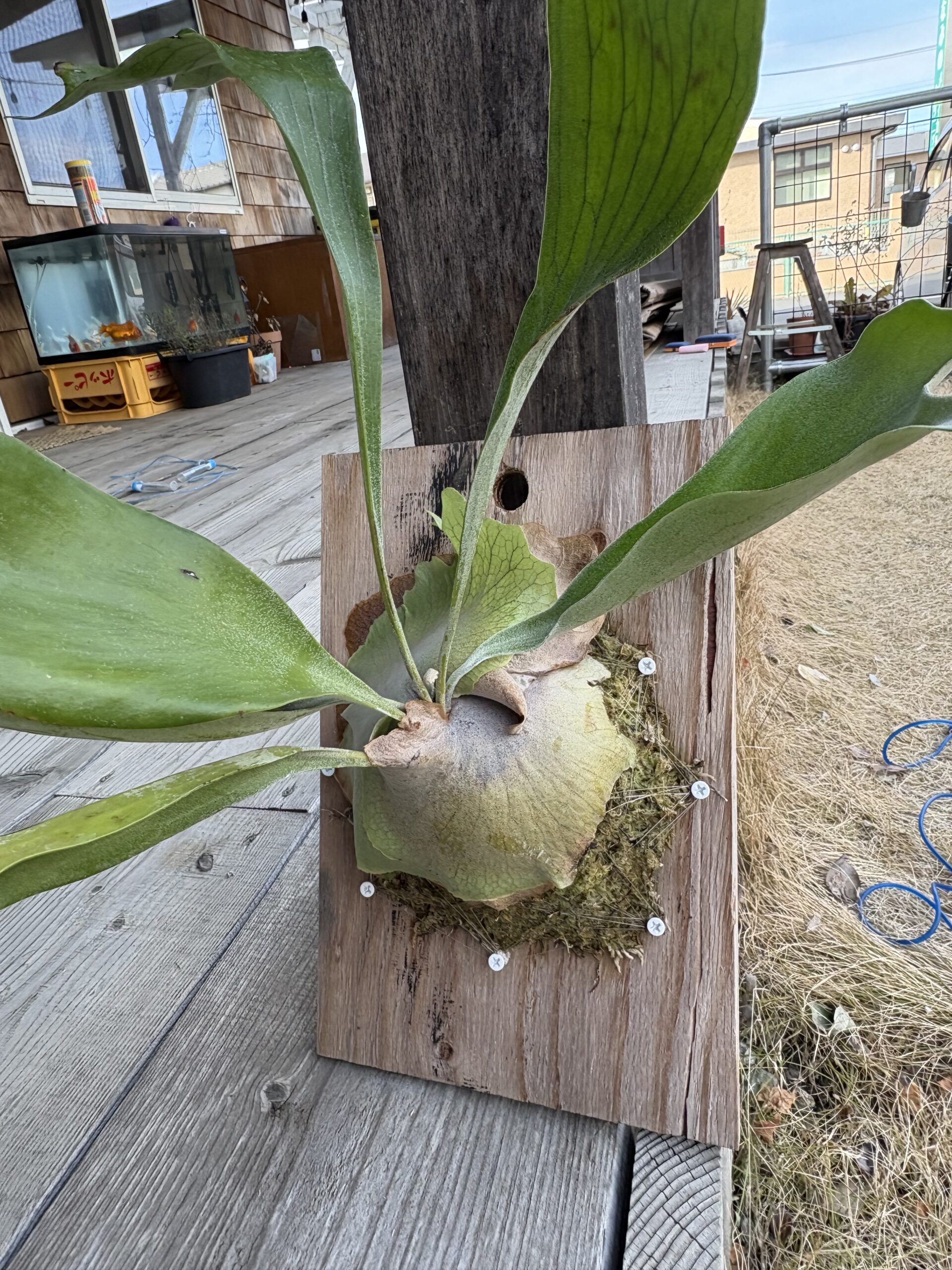 コウモリラン