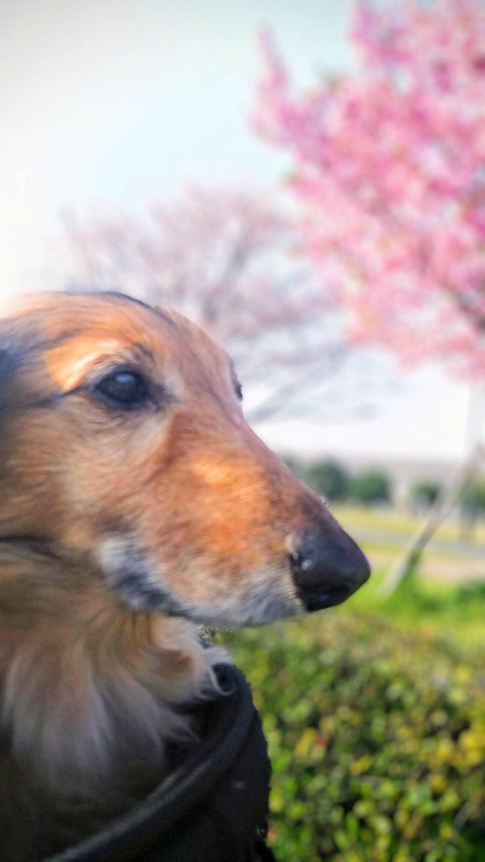 愛犬