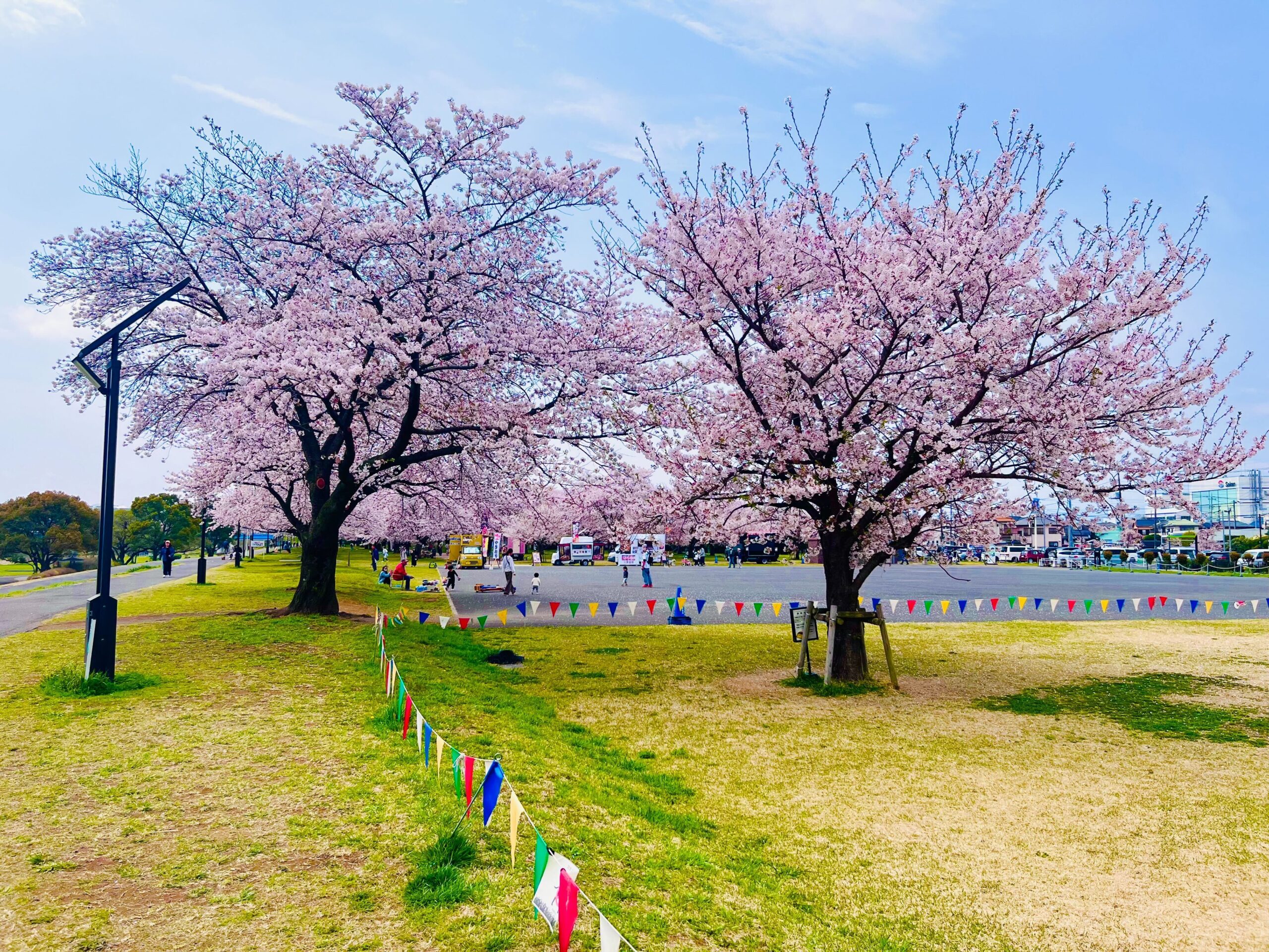 🌸お花見🌸