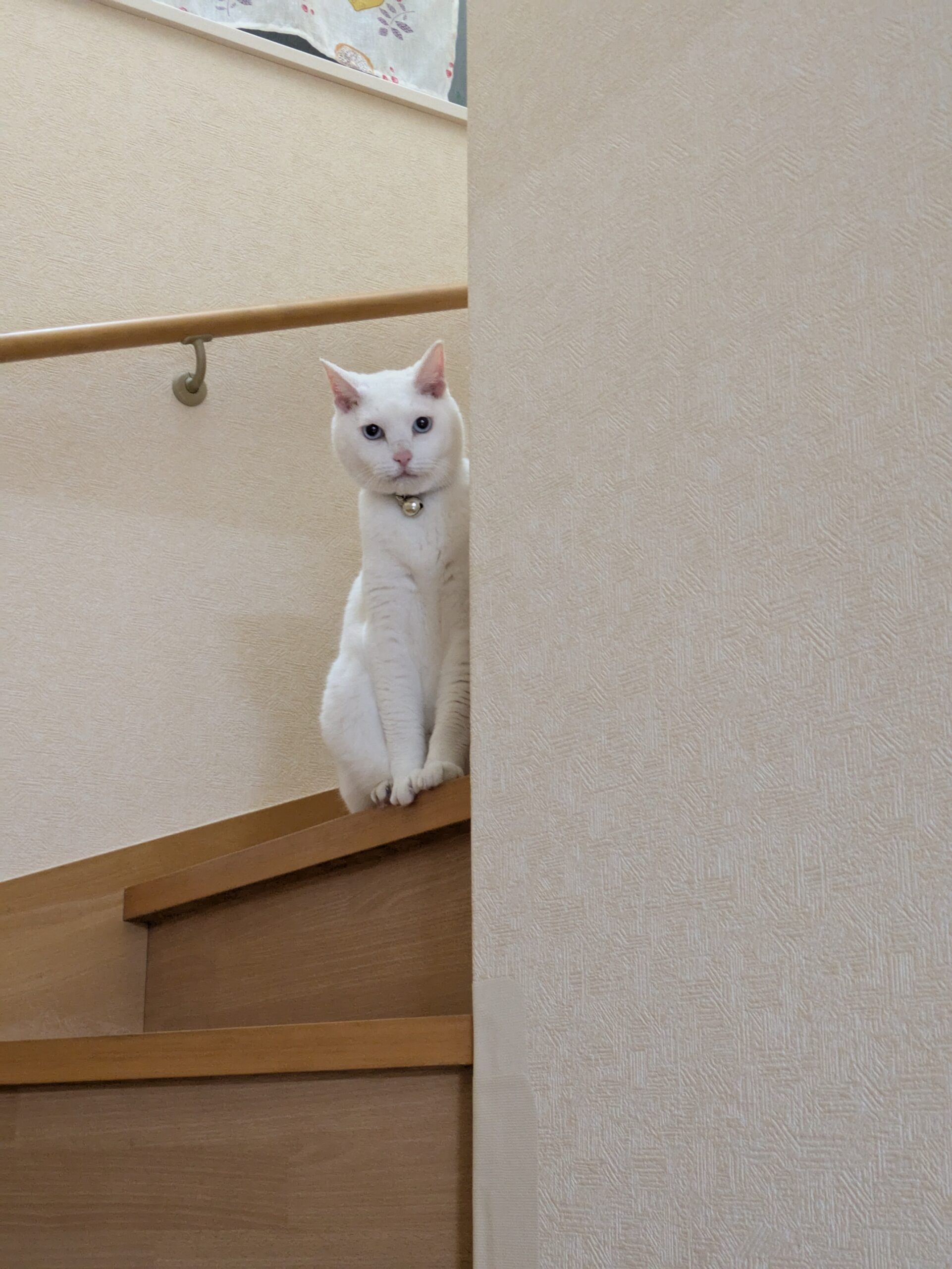 うちの猫達!!