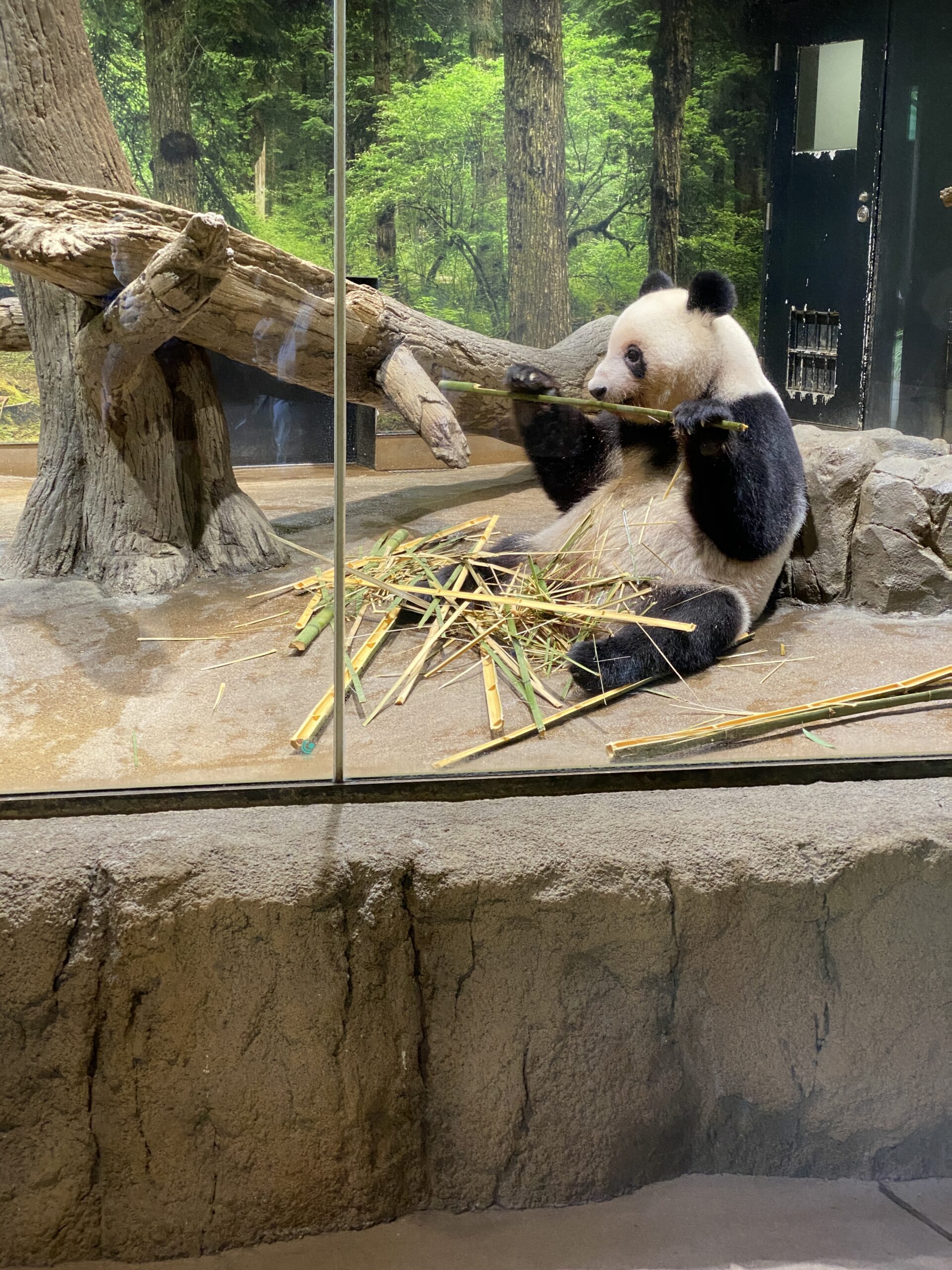 パンダ🐼