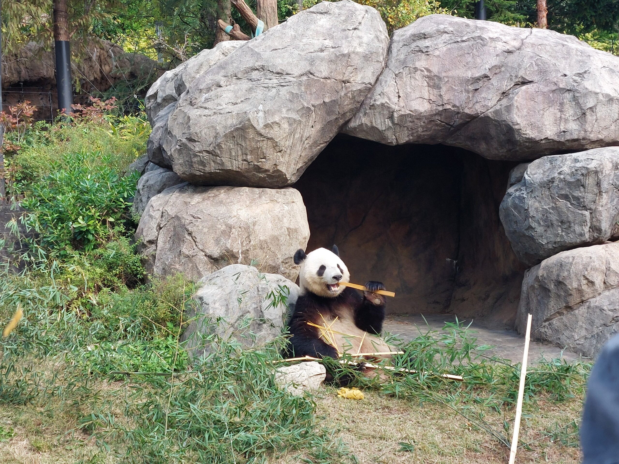 パンダ見納め🐼