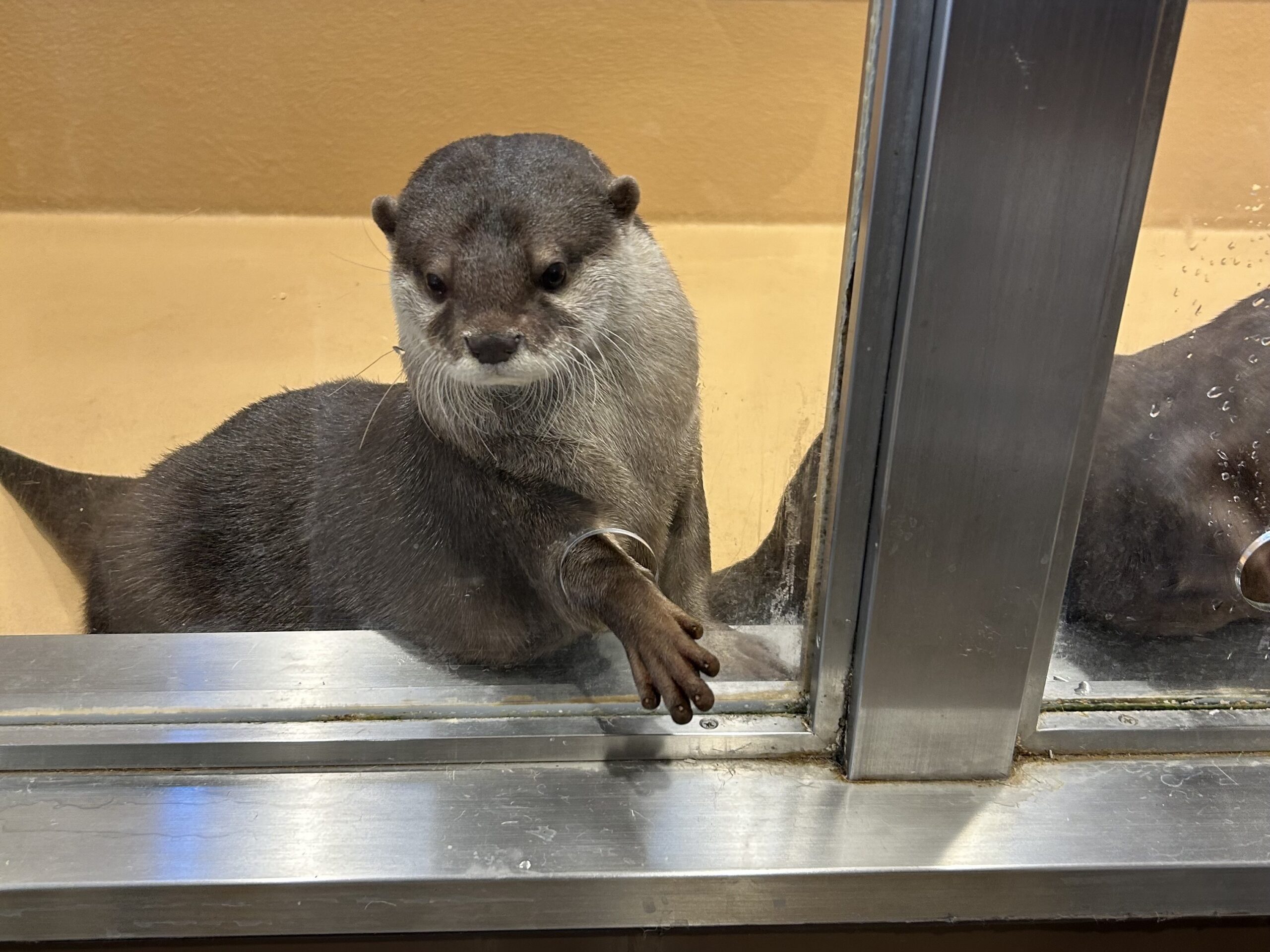 カワウソカフェ