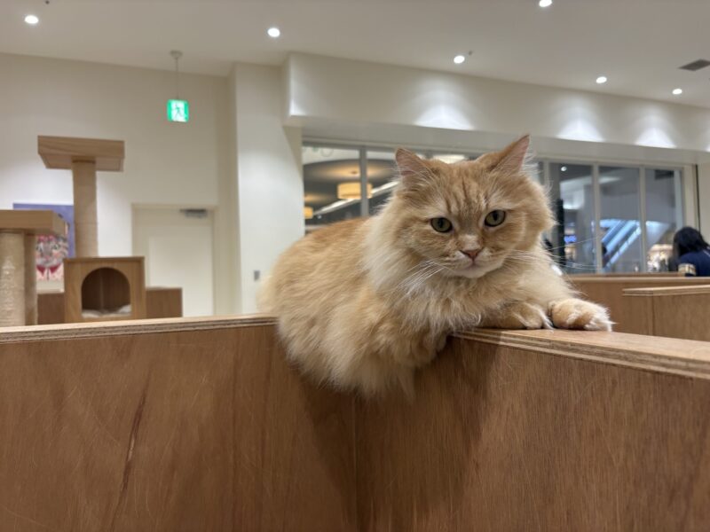 猫カフェ☆