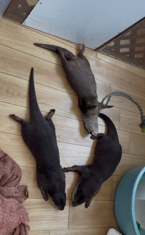 Animal cafe　HARRY ASAKUSA