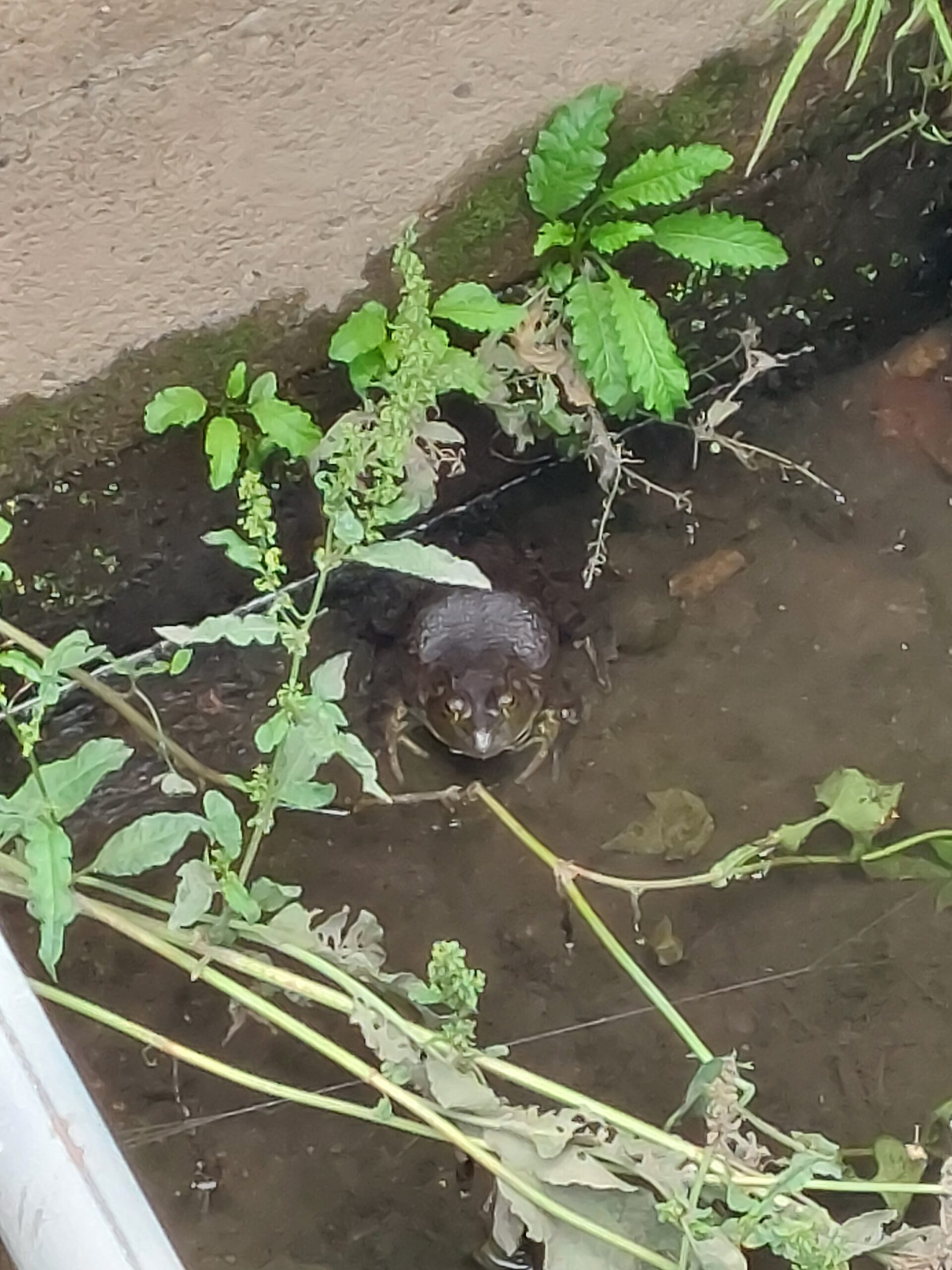 異変