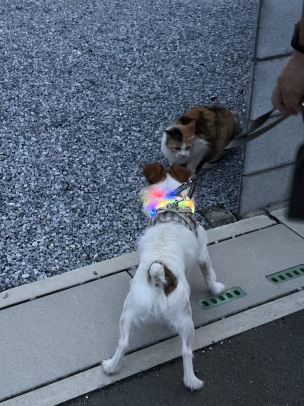 遊ぼ！